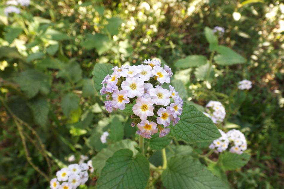 Flower Nature Flowers White