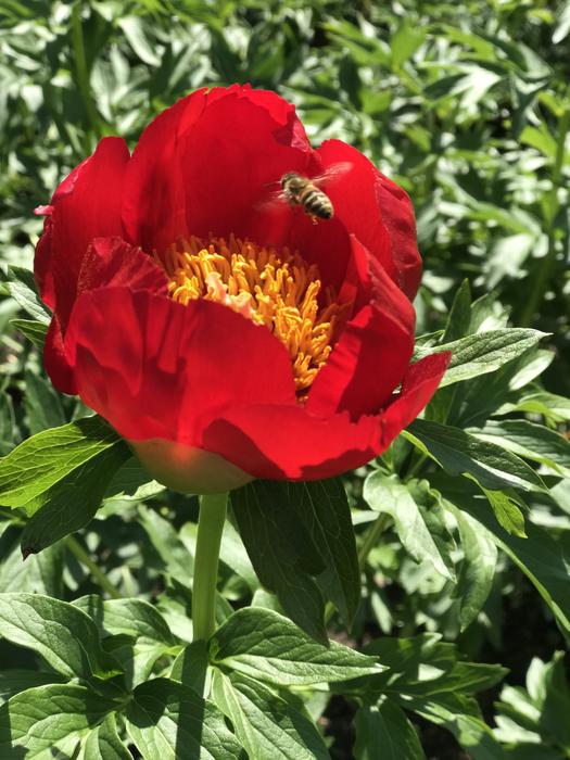 Peony Red Bee