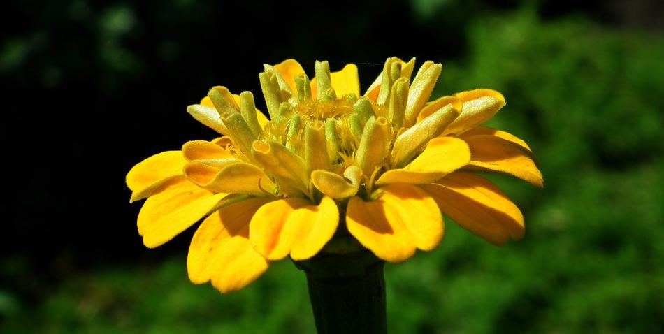 Nature Flower Zinnia