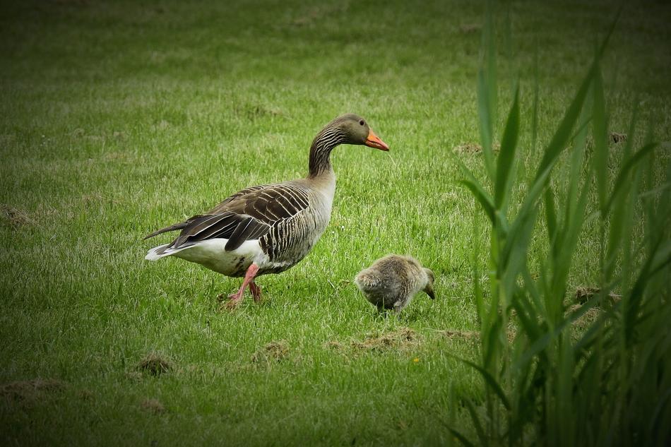 Geese Nature Wild