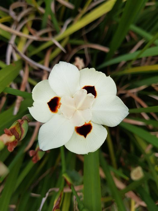Flower Nature Flora