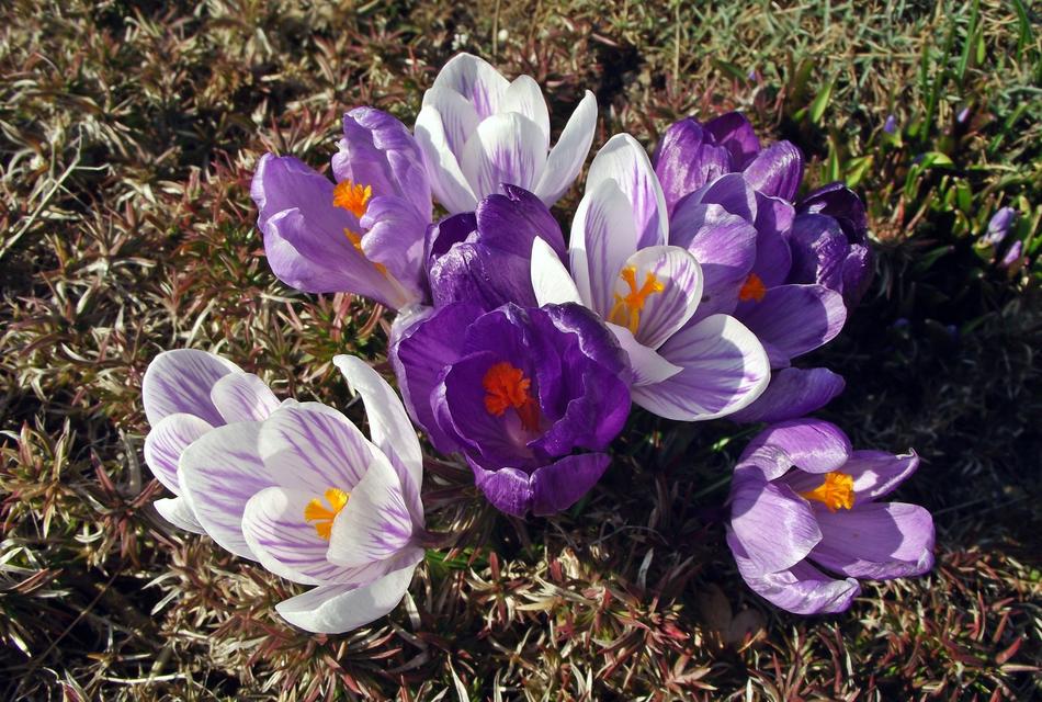 Flower Krokus Spring