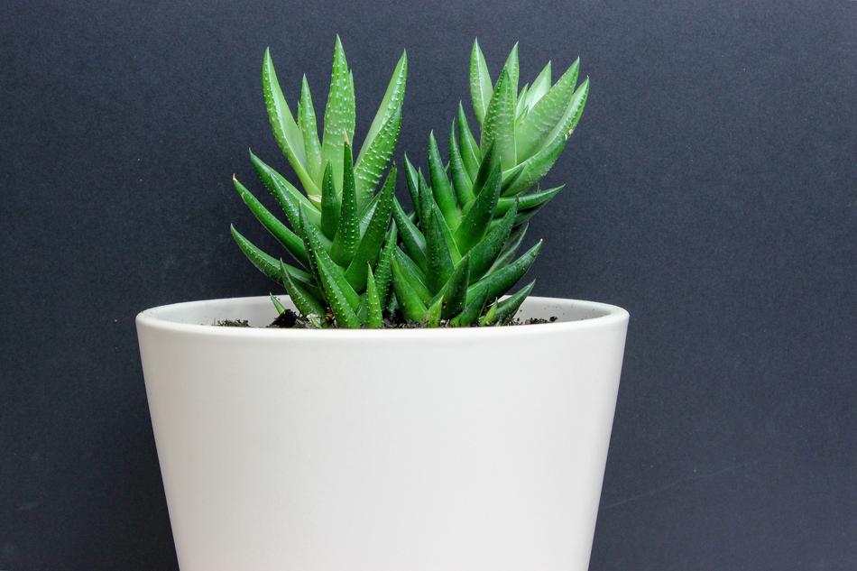 Cactus Black Background White Base