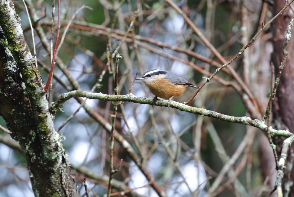 Tree Nature Bird