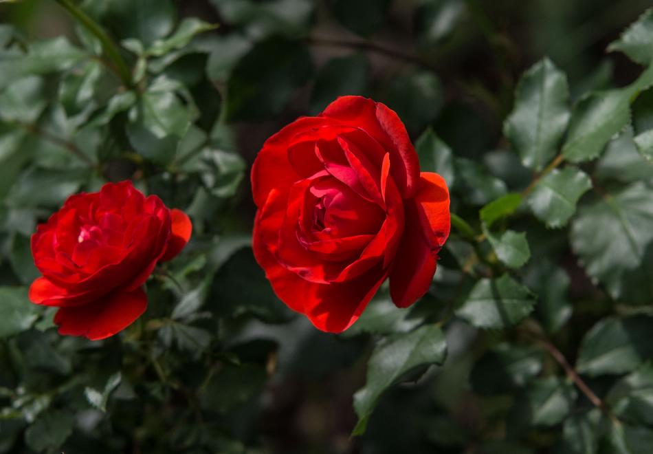 Rose Flower Plant