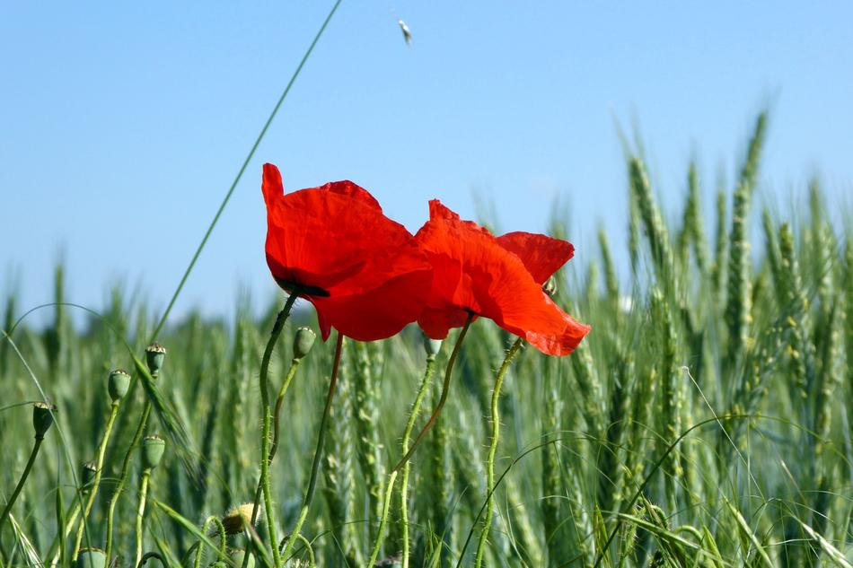 Field Nature Meadow