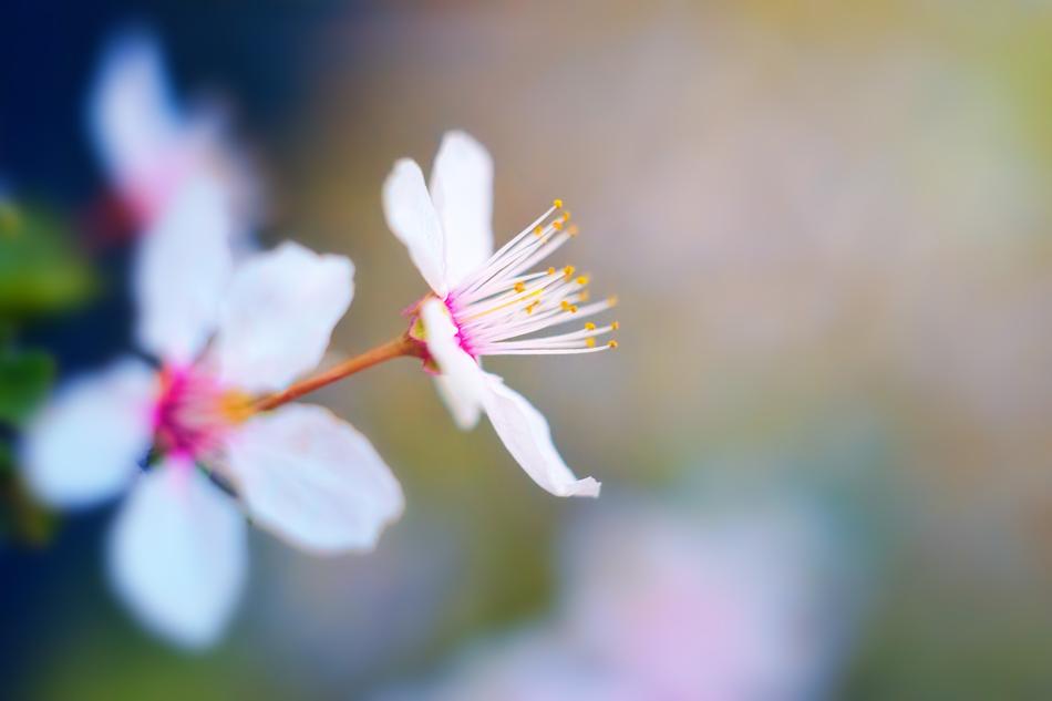 Spring Blossom Bloom Cherry