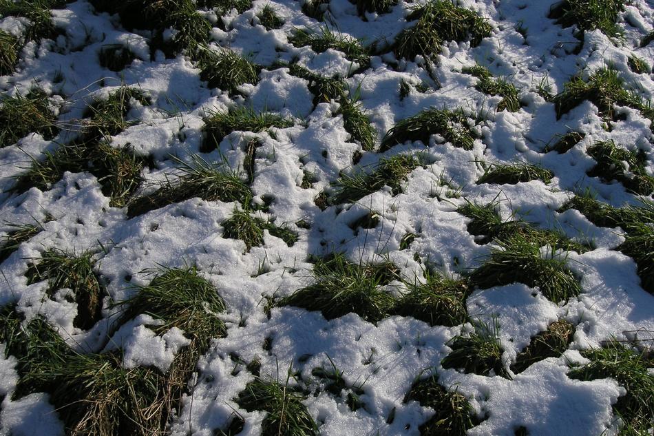Nature snow grass macro