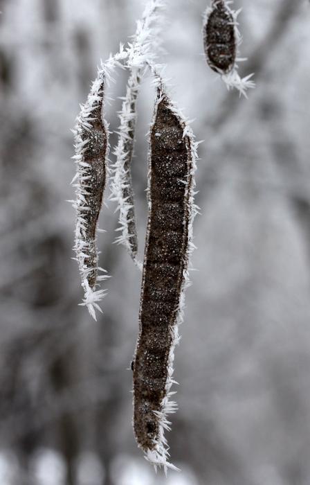 Pod Plant Frozen