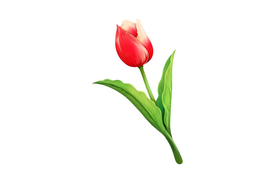 tulip flower natural spring nature