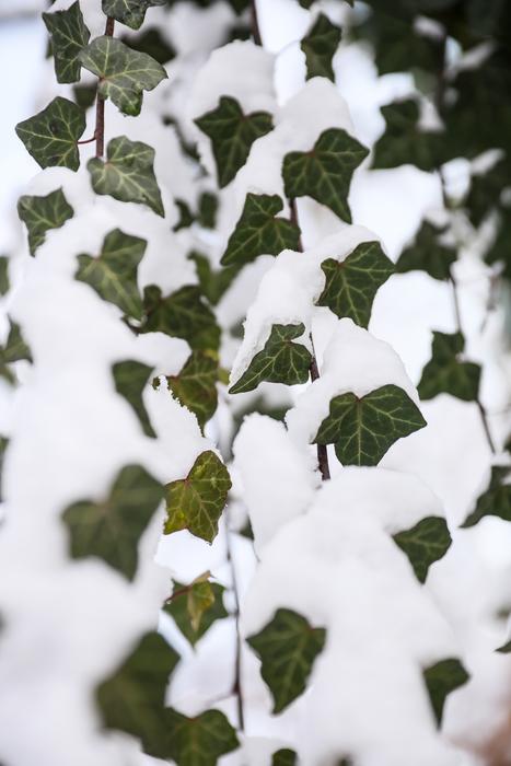 Amber Snow Winter
