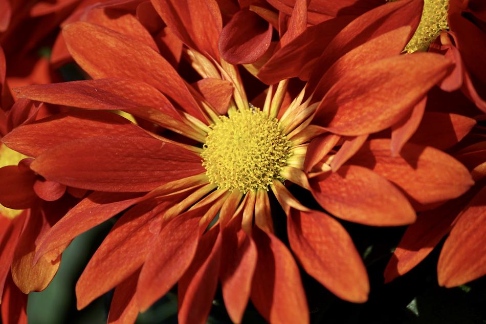 Aster Autumn Autumn-Flowers Fall