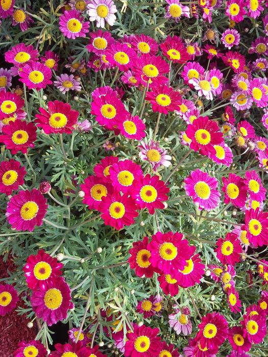 The Flower Flowers