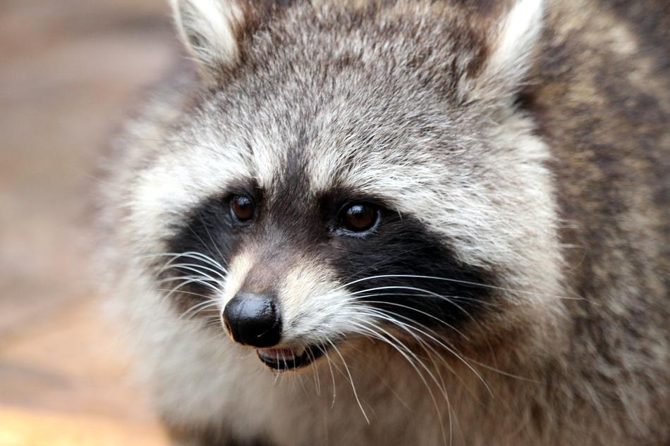 Raccoon Bear Nature