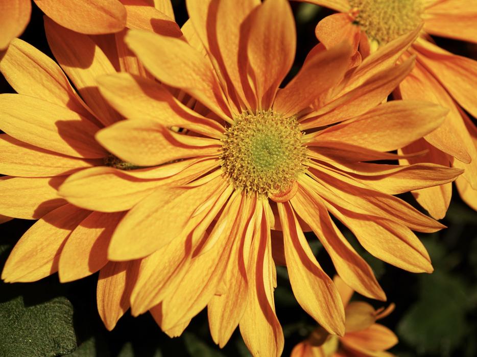 Aster Autumn Autumn-Flowers Fall