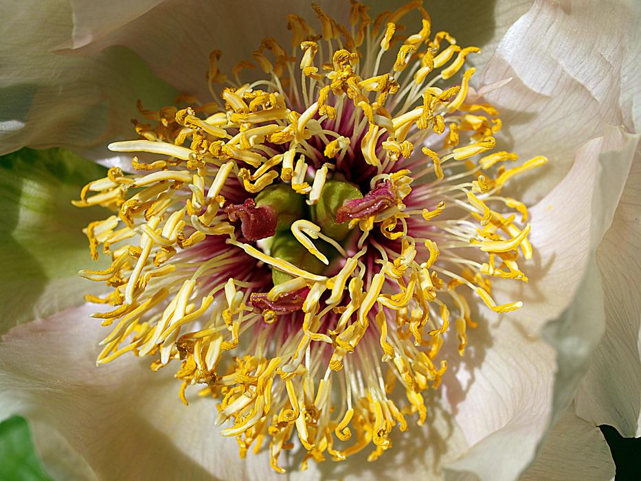 Flower Nature Flora