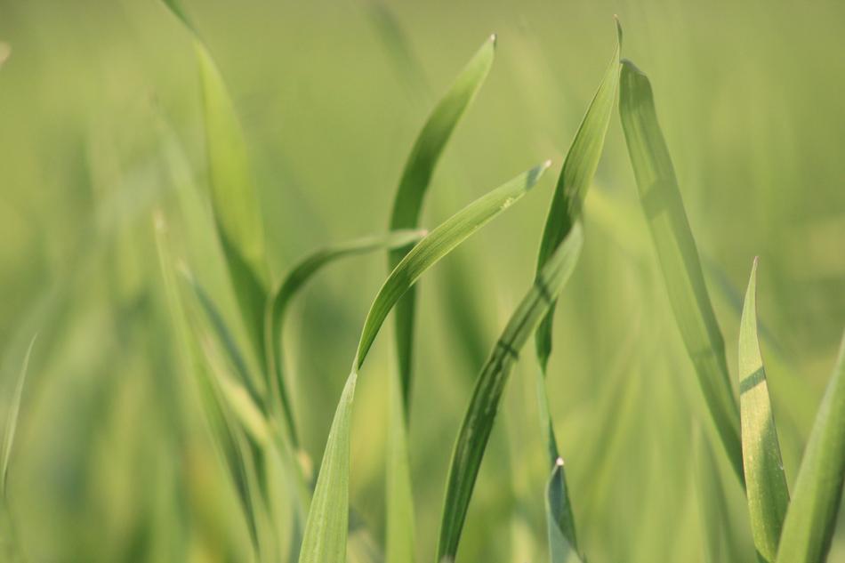 Growth Flora Leaf