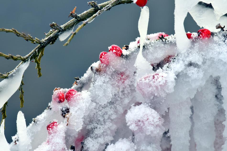 Winter Frost Snow