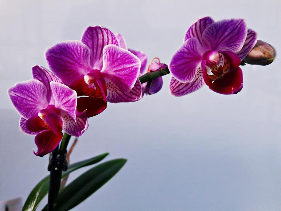 Flower Orchid Blooming