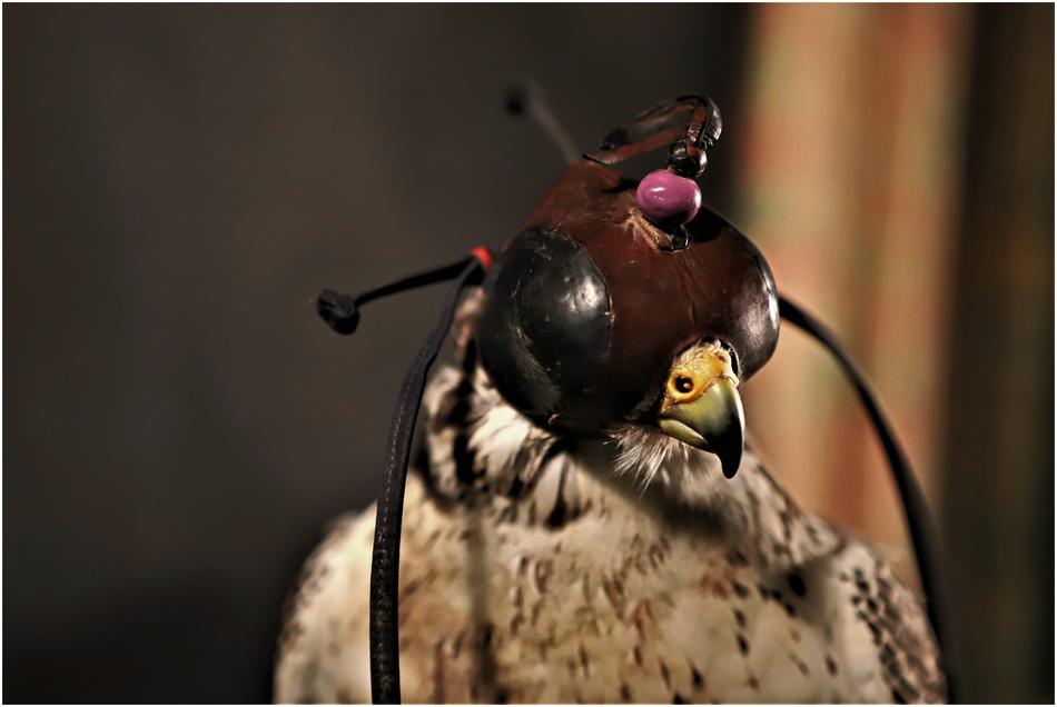 Nature Animal Fauna