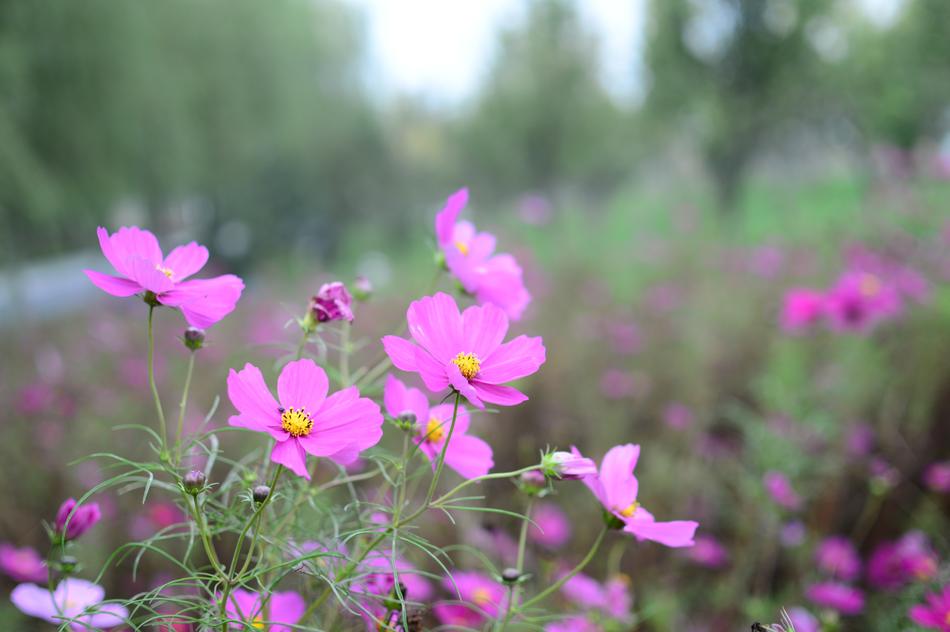 Flower Nature Plant