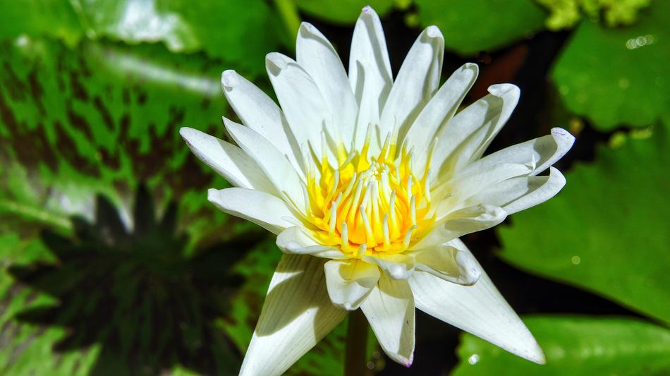 white lake flower