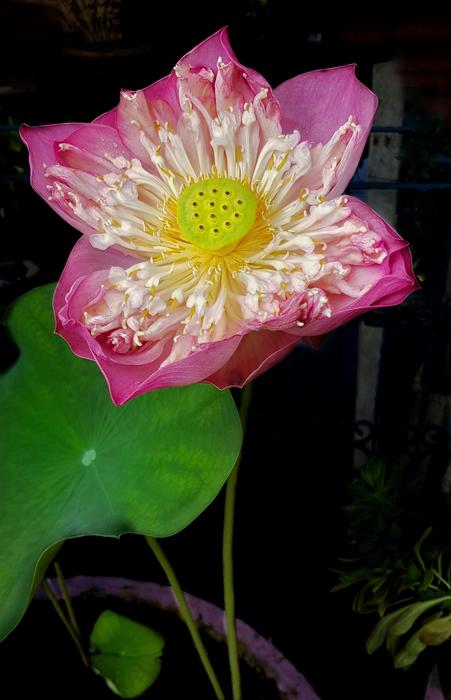 Lotus Flower Large