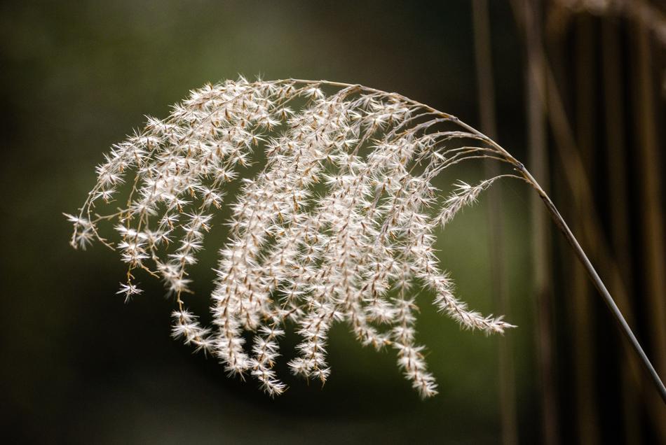 Nature Plant Feather Duster Grass