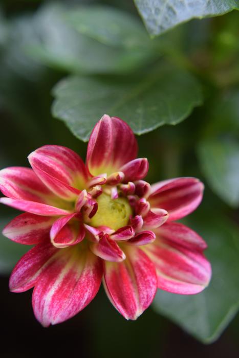 Flower Nature Plant
