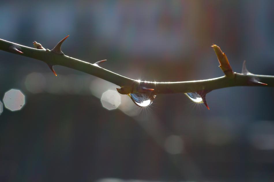 Nature Leaf Dewdrop