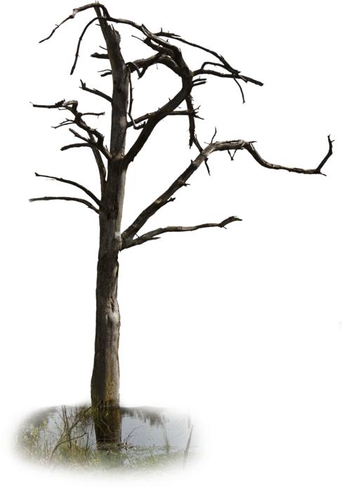 the old forgotten tree