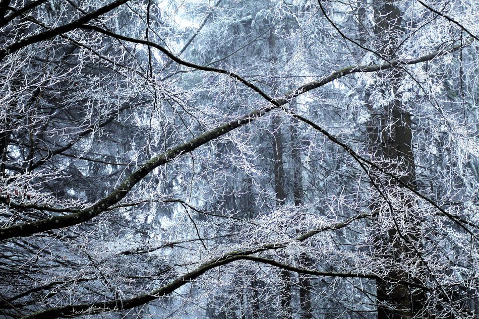 Tree Nature Background