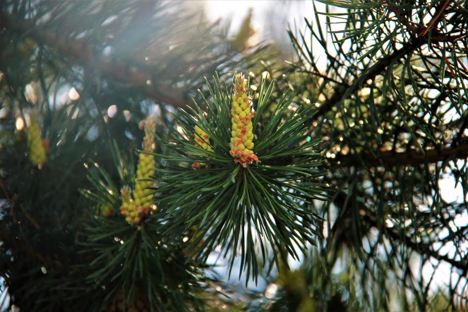 Pine Sun Forest