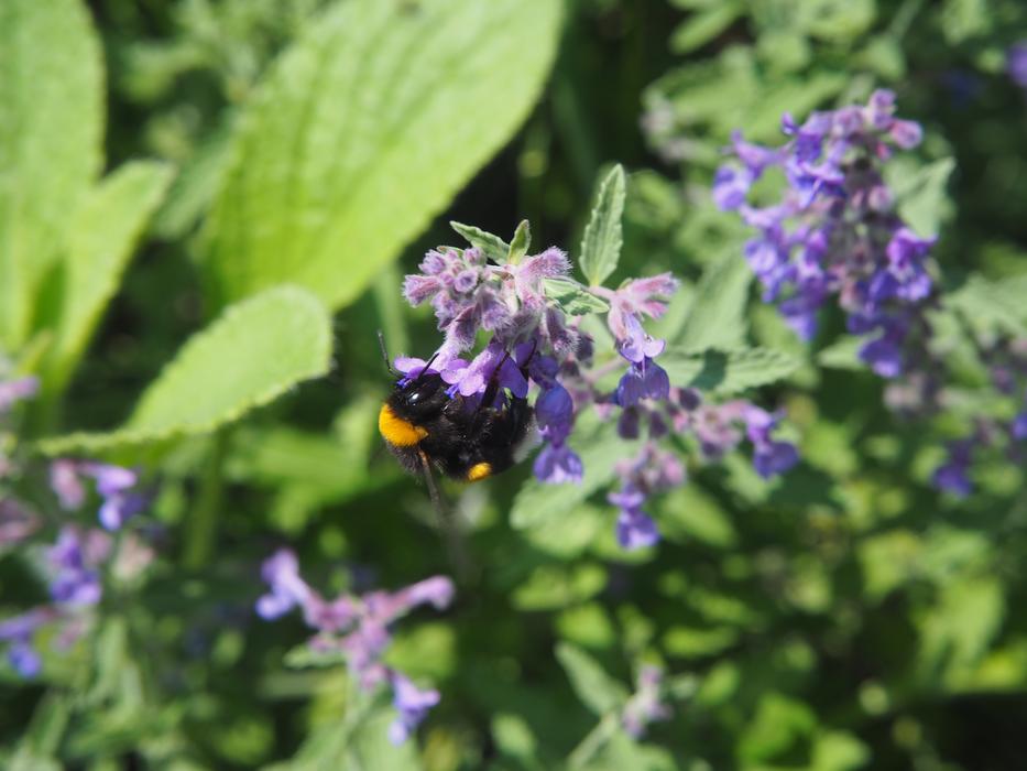 Garden Nature Insect