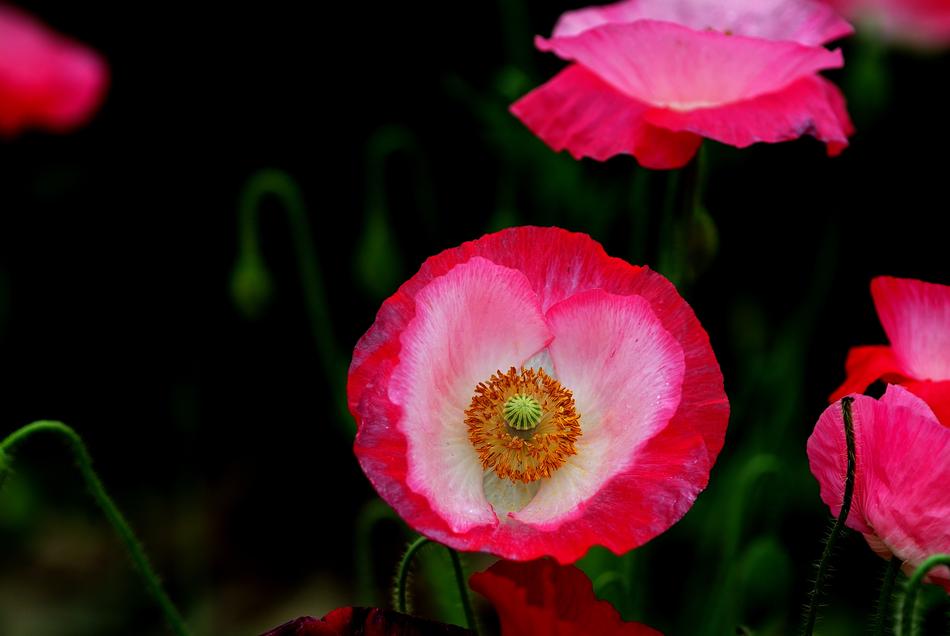 Flowers Nature Plants