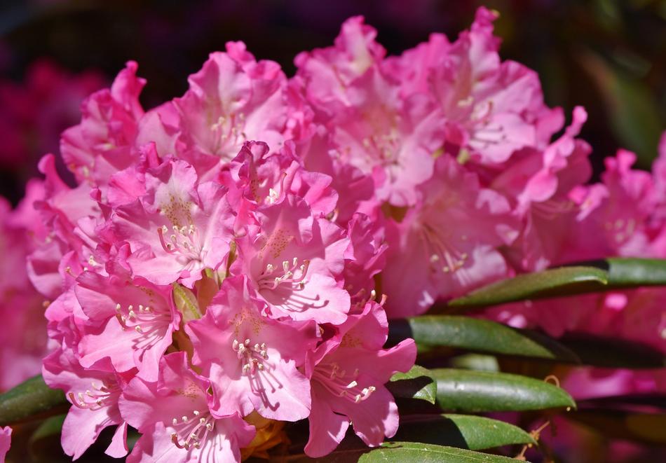 Rhododendron Buds