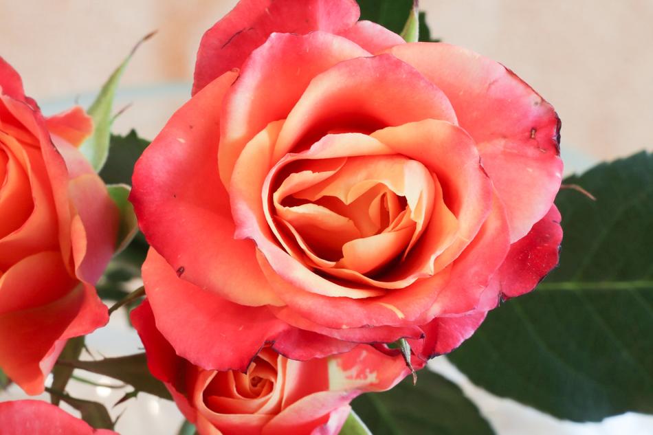 Rose Flower Petal