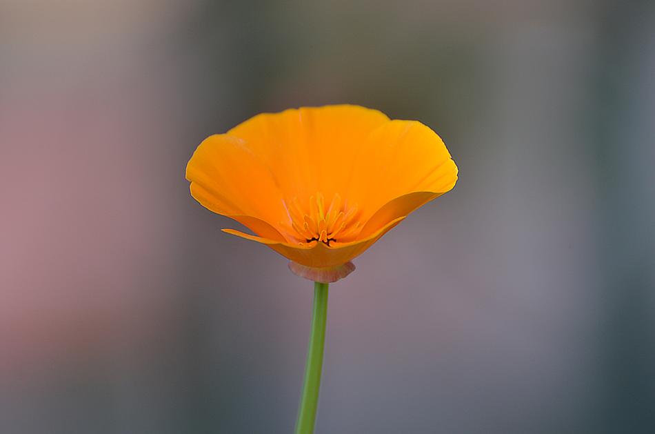 Nature Flower Flora