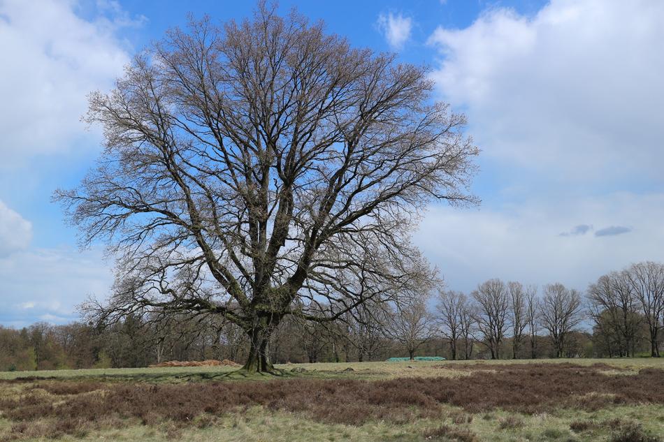 Tree Landscape Heide