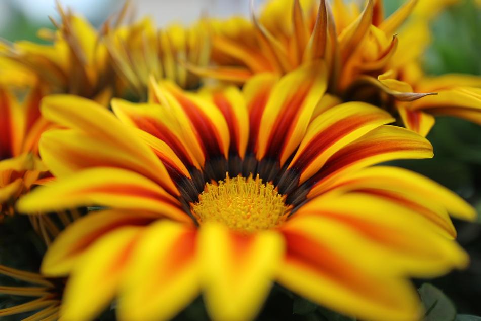 Macro Ice Plant Flower