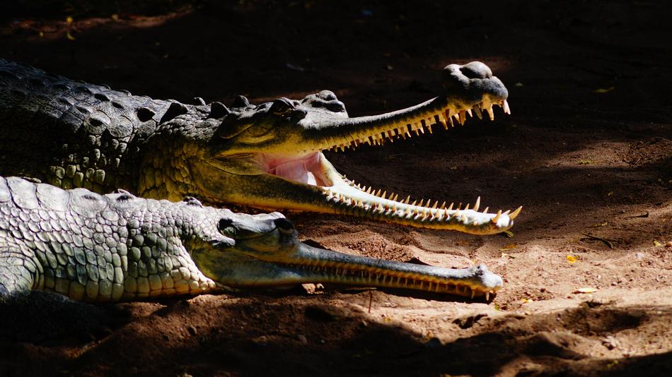 dangerous crocodiles at the zoo