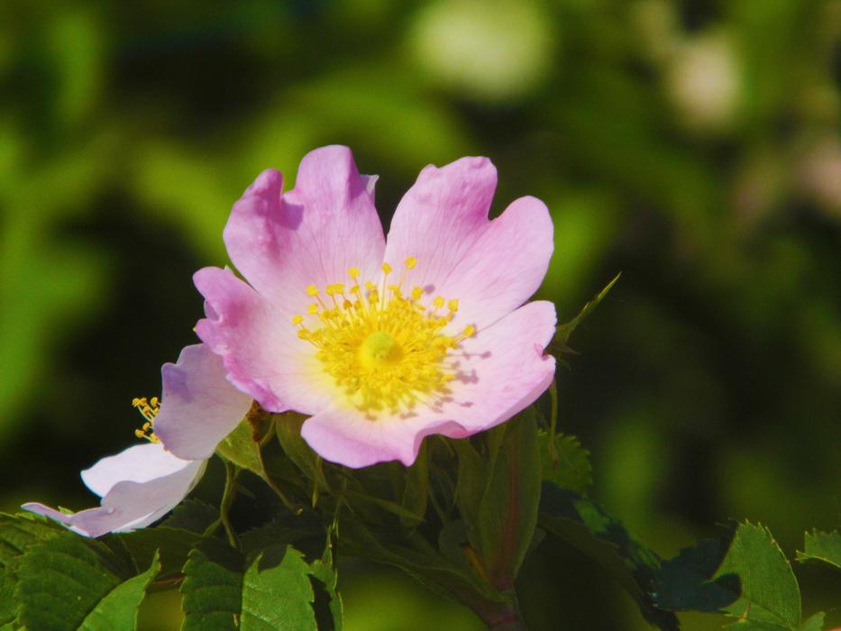 Nature Flower Plant