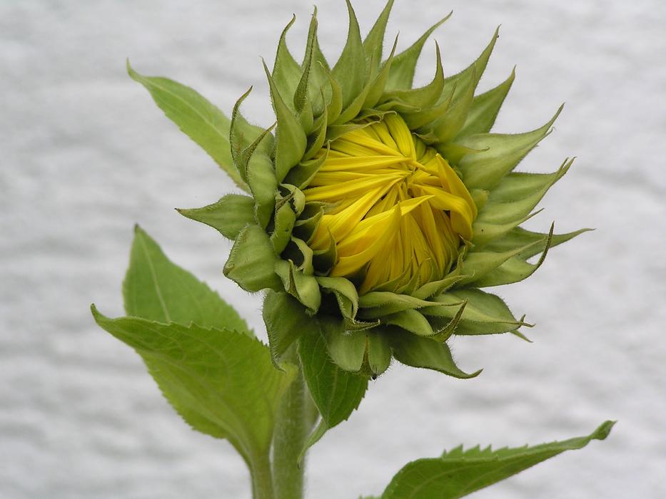 Garden Sunflower Flower