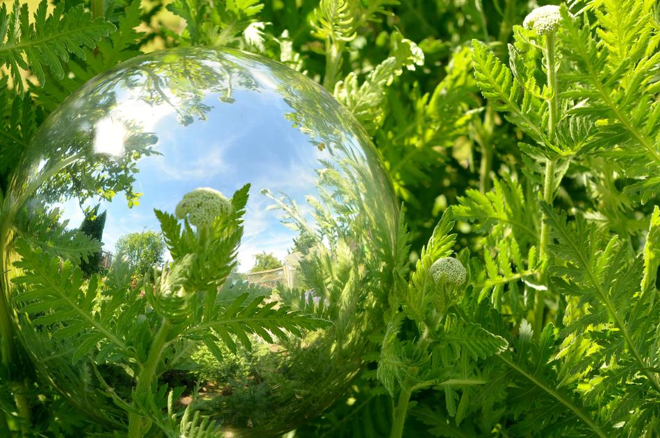Plant Leaf Nature