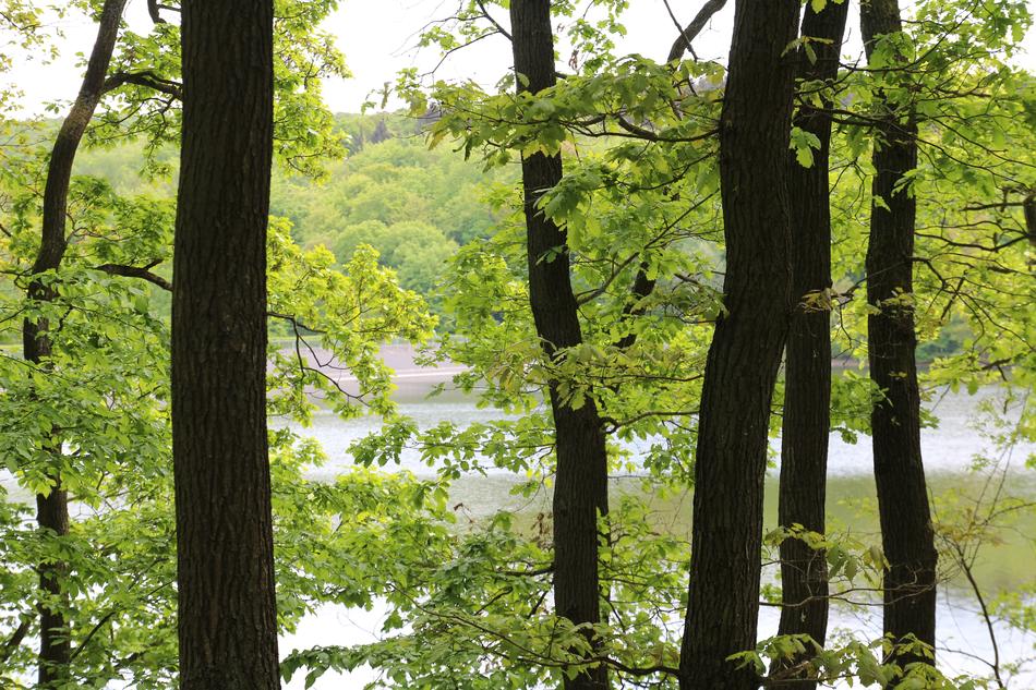 Trees Lake Steinbach Dam