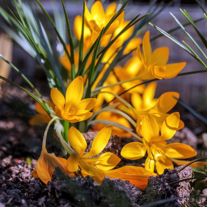 Nature Plant Flower