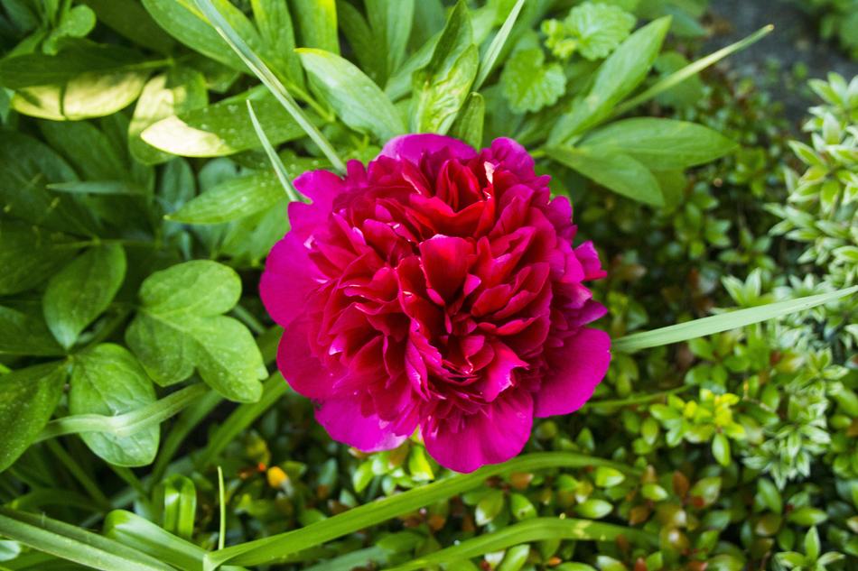 Common Peony Garden Nature Flower