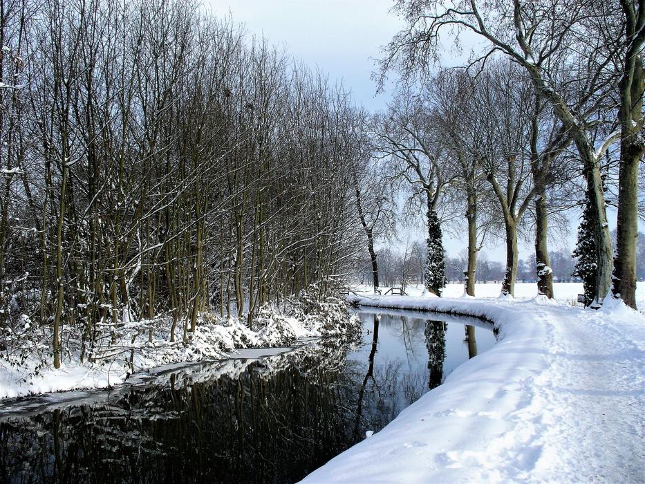 snowy glade with trees in the forest
