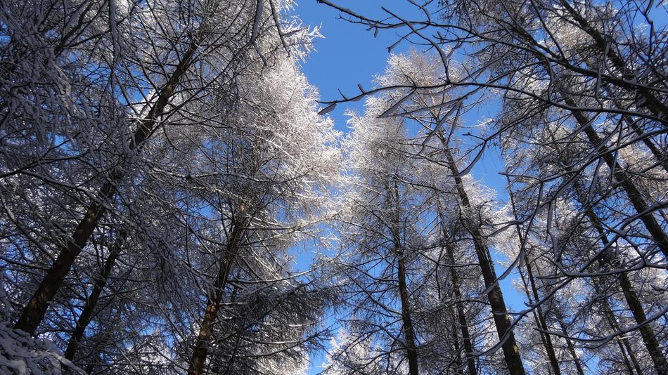 Tree Forest Winter