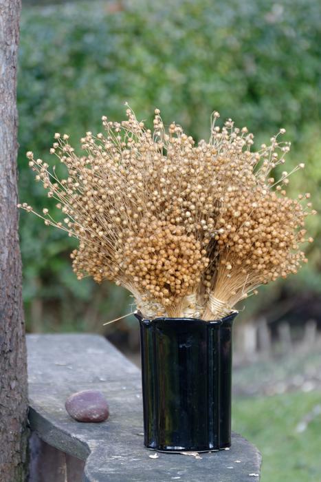 Nature Flax Bouquets macro blur